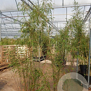 Fargesia scabrida 'Asian Wonder' 150-175 cm 15L