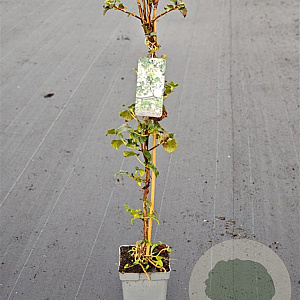 Hydrangea anomala petiolaris 60-80 cm 5,0L