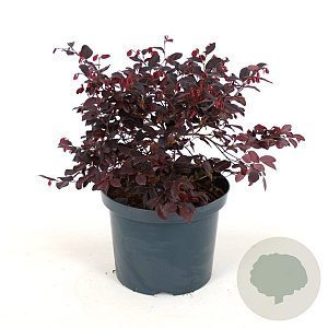 Loropetalum chinense rubrum 60-80 cm 12L piramide