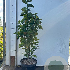 Magnolia 'Genie' 60-80 cm 7,5L