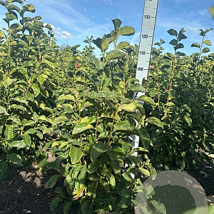 Magnolia 'Genie' 80-100 cm met kluit