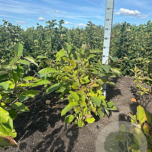 Magnolia sieboldii 80-100 cm met kluit