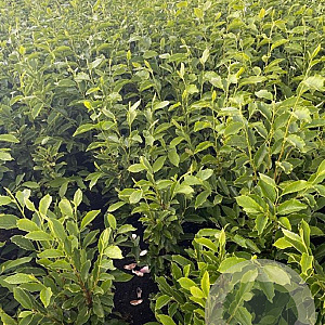 Magnolia soulangeana 80-100 cm met kluit