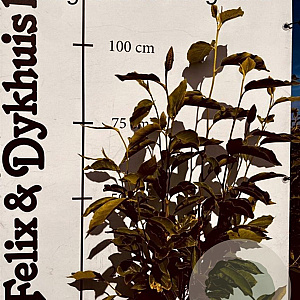 Magnolia soulangeana 80-100 cm met kluit