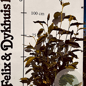 Magnolia soulangeana 80-100 cm met kluit