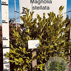 Magnolia stellata 100-125 cm met kluit solitair