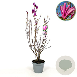 Magnolia 'Susan' 80-100 cm 7,5L met knop