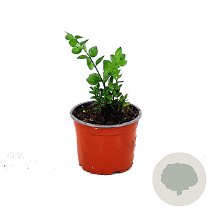 Ruscus aculeatus GM 2,0L