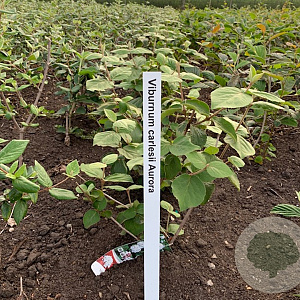 Viburnum carlesii 'Aurora' 50-60 cm met kluit