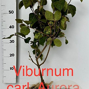 Viburnum carlesii 'Aurora' 50-60 cm met kluit