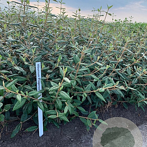 Viburnum 'Pragense' 80-100 cm met kluit