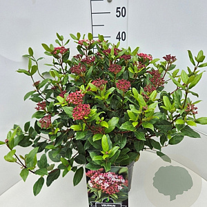 Viburnum tin. 'Gwenllian' 40-50 cm 10L