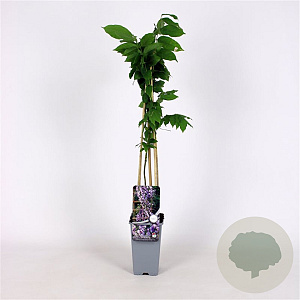 Wisteria flor. 'Eranthema' 70 cm 2,0L