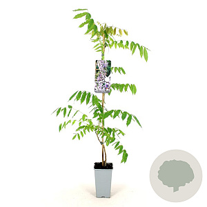 Wisteria flor. 'Eranthema' 80-100 cm 2,5L