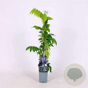 Wisteria flor. 'Issai-naga' 70 cm 2,0L