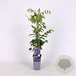 Wisteria sinensis 70 cm 2,0L zaailing