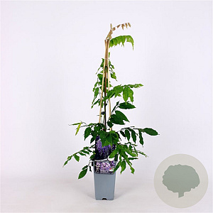 Wisteria sinensis 'Prolific' 70 cm 2,0L