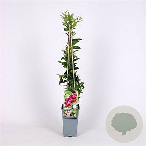 Vaccinium 'Pink Lemonade' 70 cm 2,0L