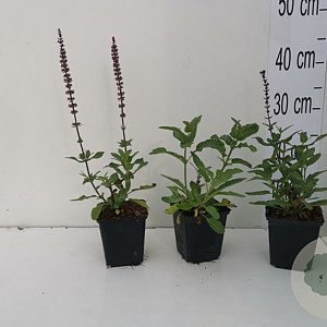 Salvia nem. 'Caradonna' GM P9