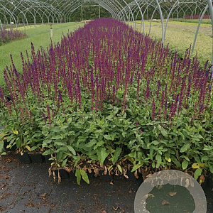 Salvia nem. 'Caradonna' GM P9