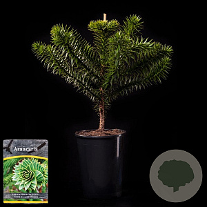 Araucaria araucana 40-50 cm 5,0L najaarspotting