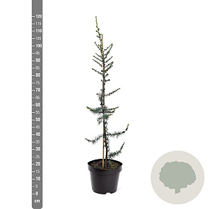 Cedrus l. 'Glauca' 80-100 cm 7,5L