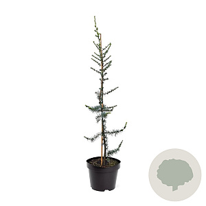 Cedrus l. 'Glauca' 80-100 cm 7,5L
