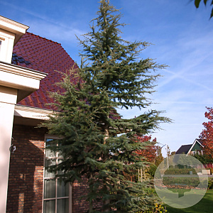 Cedrus l. 'Glauca' 80-100 cm 7,5L