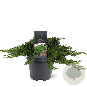 Juniperus procumbens 'Nana' 30-40 cm 5,0L
