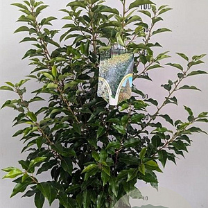 Prunus l. 'Angustifolia' 80-100 cm 7,5L