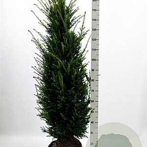 Taxus baccata 140-160 cm met kluit