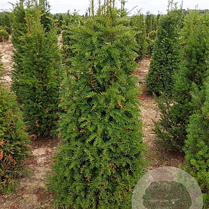 Taxus baccata 140-160 cm met kluit