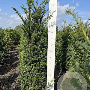 Taxus baccata 140-160 cm met kluit