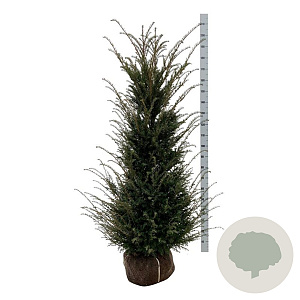 Taxus baccata 140-160 cm met kluit