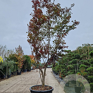 Acer pal. 'Bloodgood' 450-500 cm container meerstammig