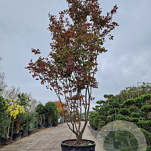 Acer pal. 'Bloodgood' 450-500 cm container meerstammig
