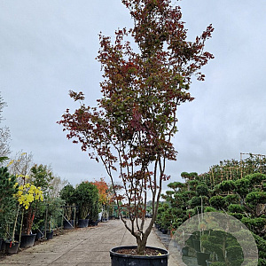 Acer pal. 'Bloodgood' 450-500 cm container meerstammig