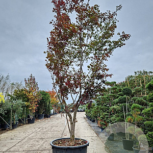 Acer pal. 'Bloodgood' 450-500 cm container meerstammig