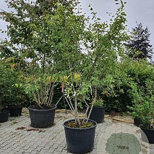 Amelanchier lamarckii 175-200 cm cont. 110L meerstammig
