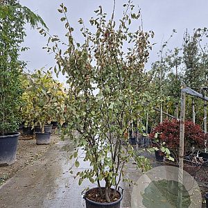 Amelanchier lamarckii 250-300 cm draadkluit solitair