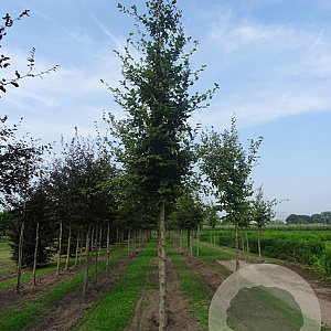 Fagus sylvatica 14-16 HO draadkluit