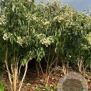 Heptacodium miconioides 175-200 cm draadkluit meerstammig solitair