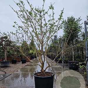 Heptacodium miconioides 200-250 cm draadkluit meerstammig