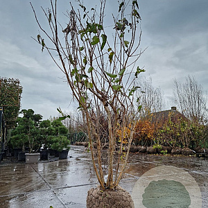 Heptacodium miconioides 200-250 cm draadkluit meerstammig