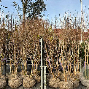 Heptacodium miconioides 200-250 cm draadkluit meerstammig