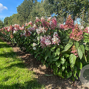 Hydrangea pan. Pinky Winky 125-150 cm draadkluit meerstammig