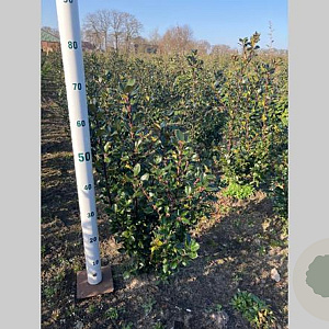 Ilex meserv. 'Blue Prince' 40-60 cm met kluit