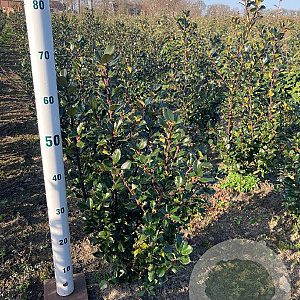 Ilex meserv. 'Blue Prince' 40-60 cm met kluit