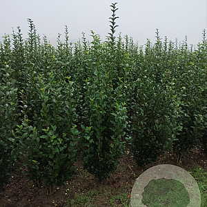 Ligustrum ovalifolium 150-175 cm met kluit