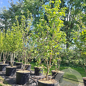 Magnolia brookl. 'Yellow Bird' 250-300 cm cont. 110L meerstammig
